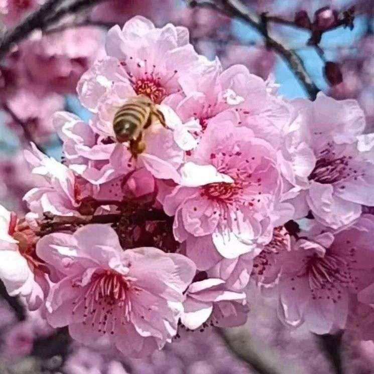 诗词丨二月春风龙抬头，送您一年好彩头！