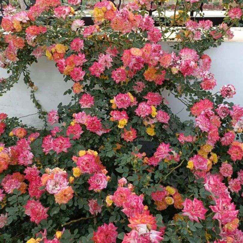 诗词丨沾衣欲湿杏花雨，吹面不寒杨柳风